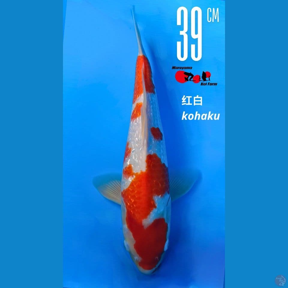 Marumaya Ginrin Kohaku 39cm Male Serti Lengkap