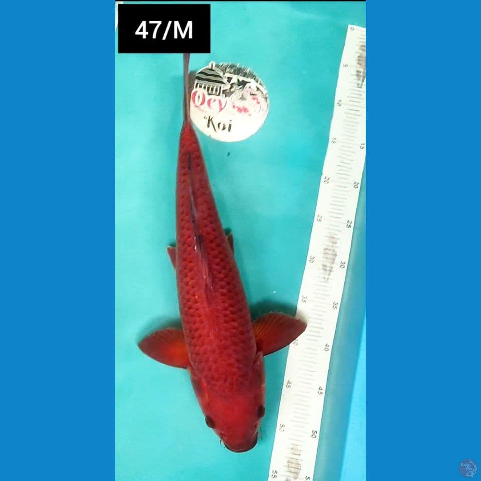 cagoi Merah Bata Rare 47cm