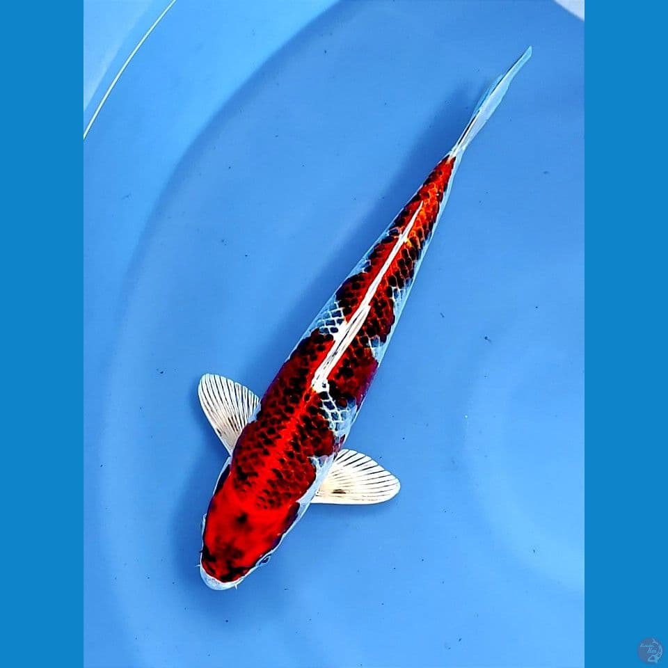 kujaku 33cm | Male