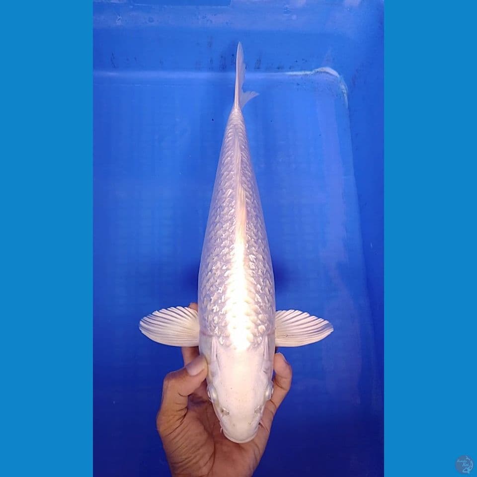 platinum gindrin size : 37cm.m