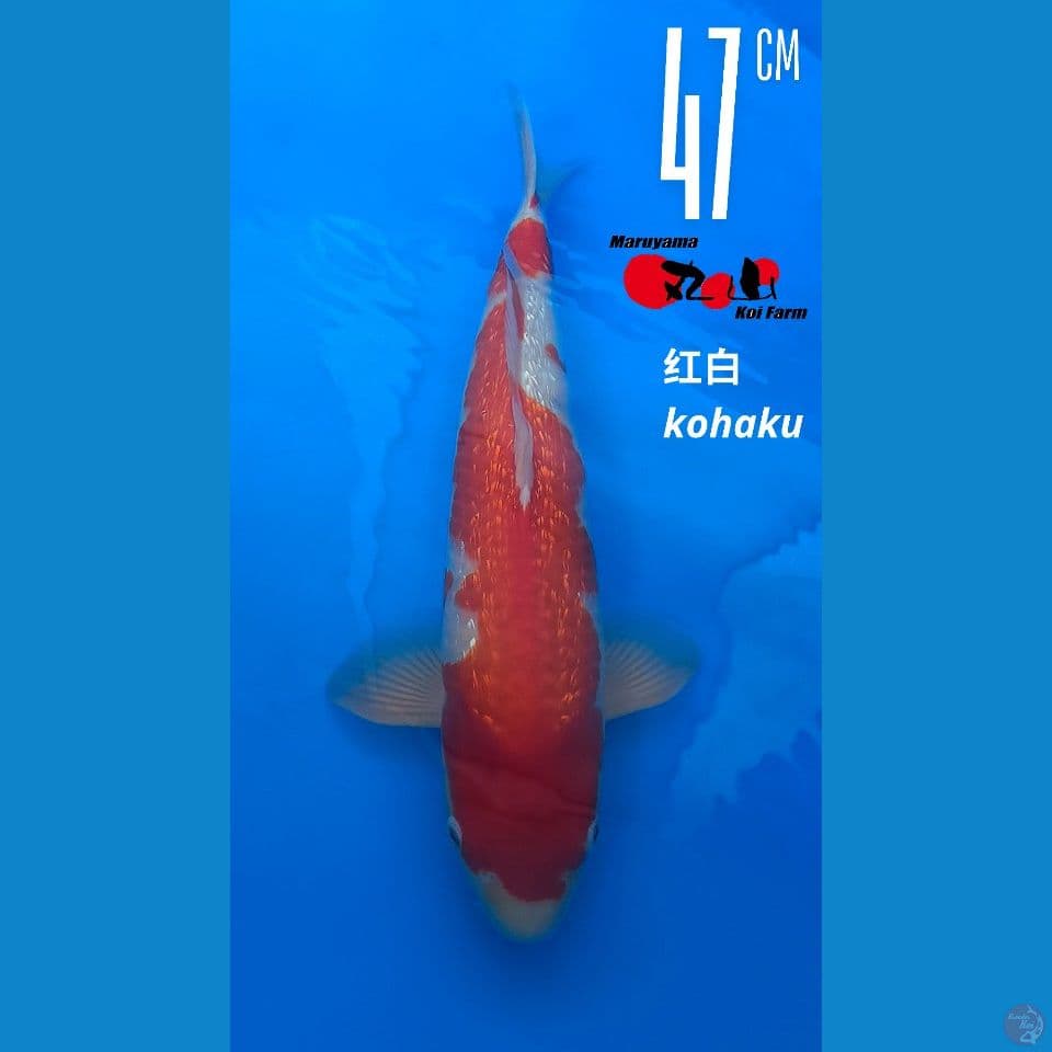 Kohaku Ginrin Maruyama 48cm Male