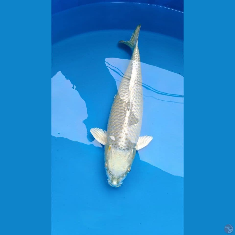 Ogon 57cm Male Line Dainichi x momotaro