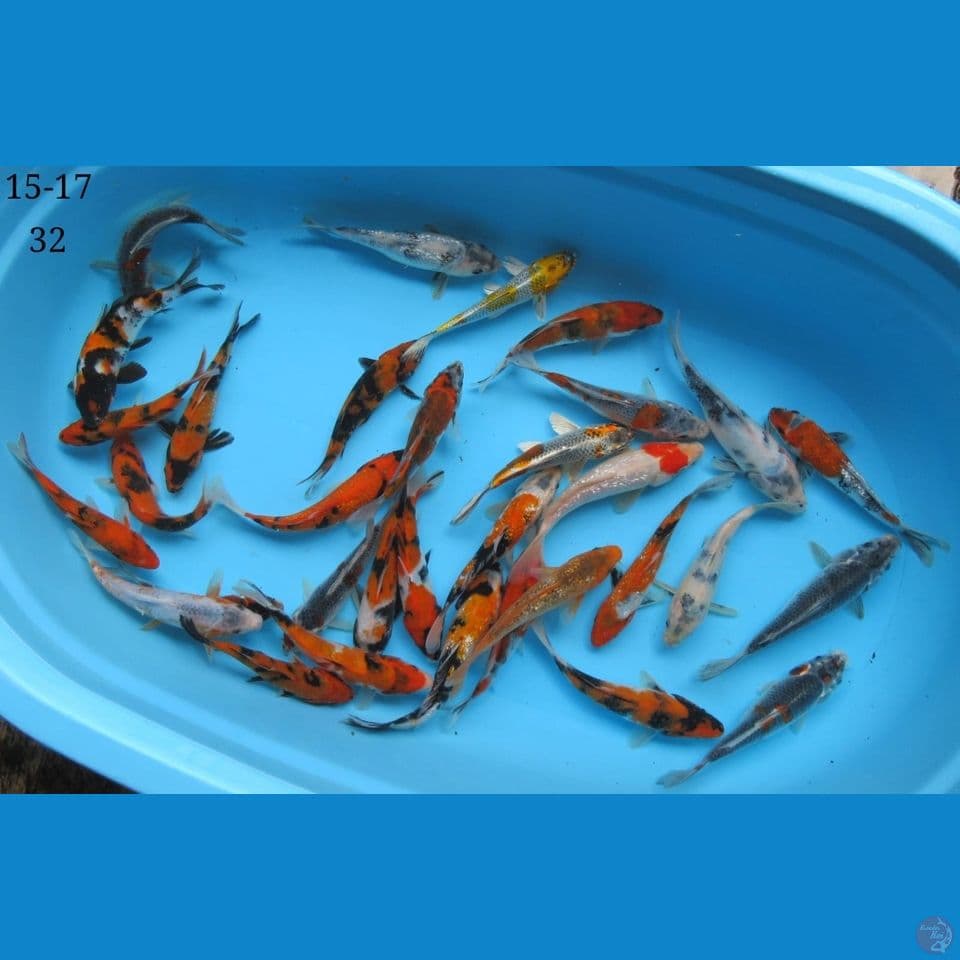 15-17cm - paket mixkoi 32 ekor