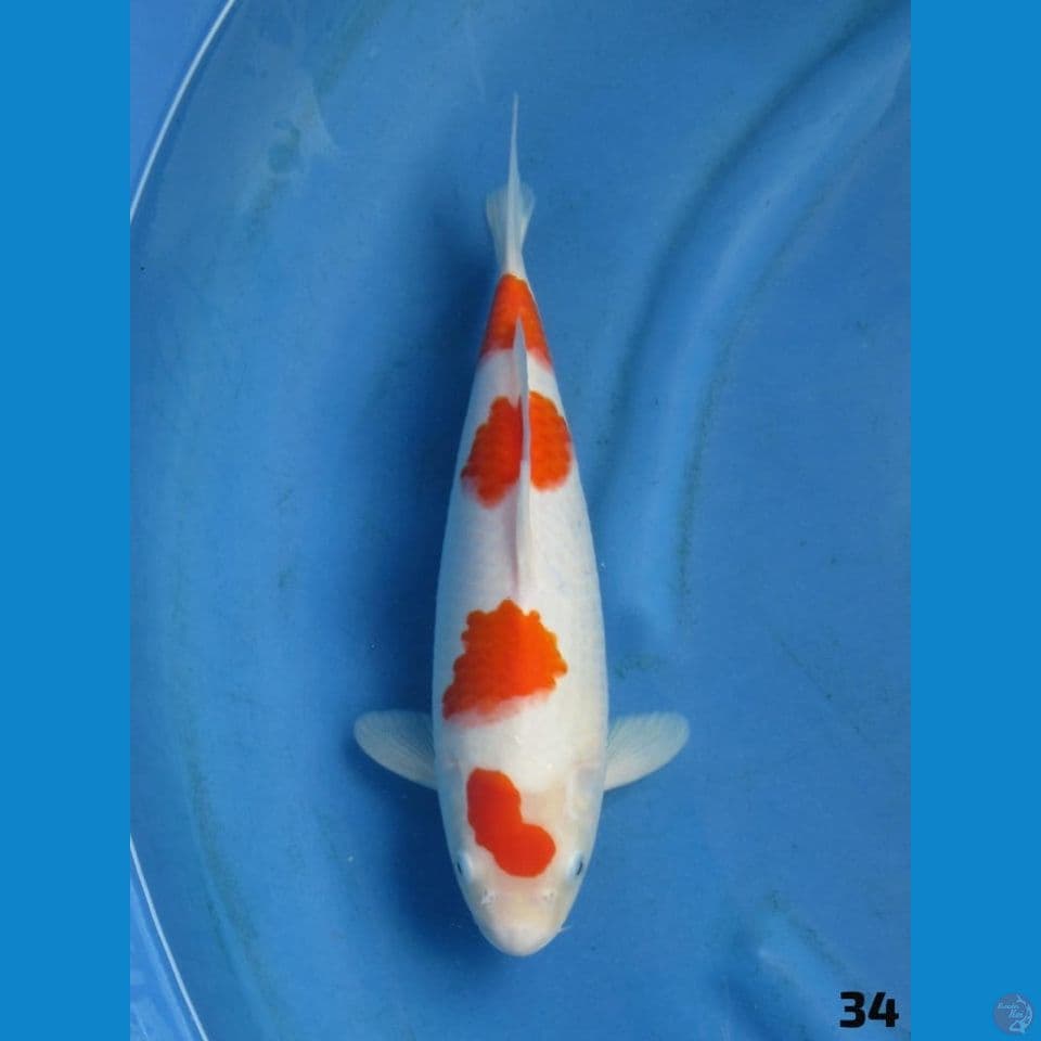 34cm - kohaku ori