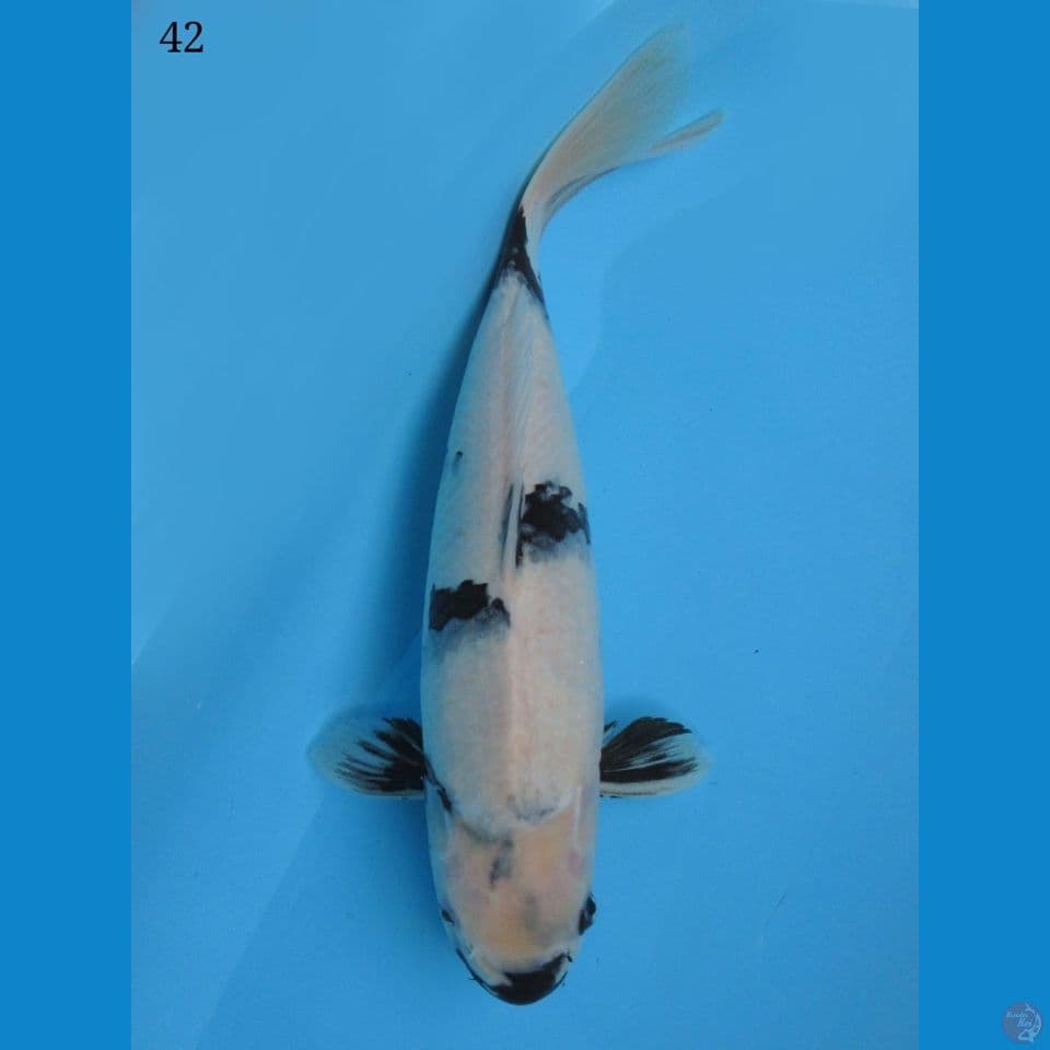 42cm - shiro tategoi