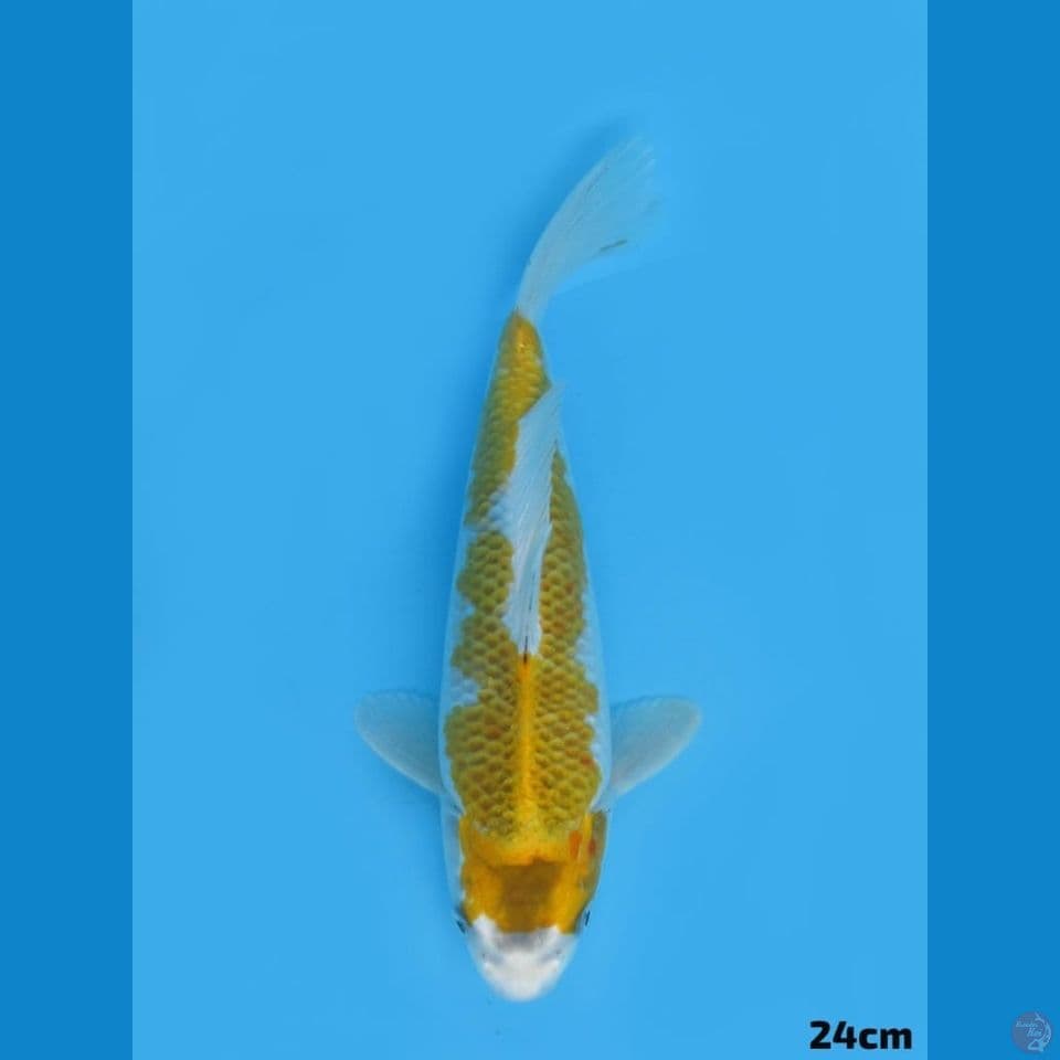 24cm - Hariwake
