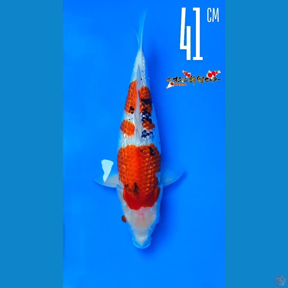 Sanke Ginrin Matsue 41cm Male