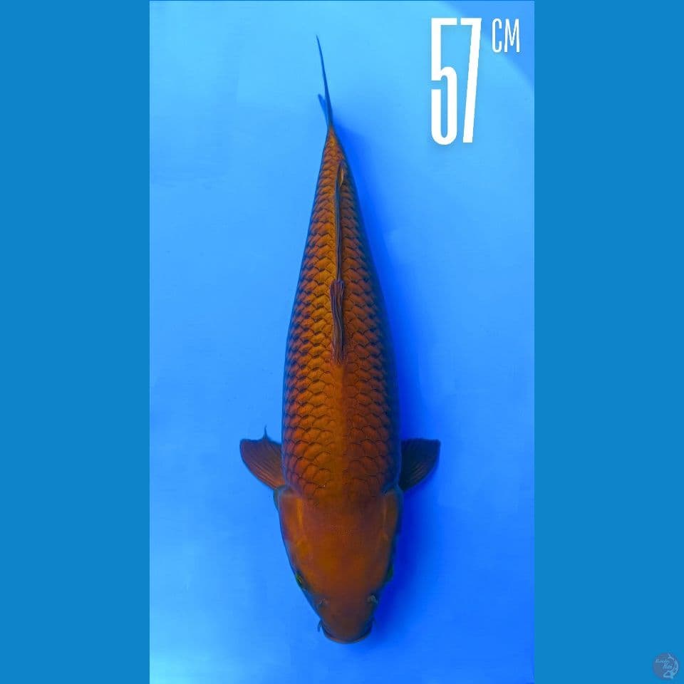 Chagoi 57cm Lokal