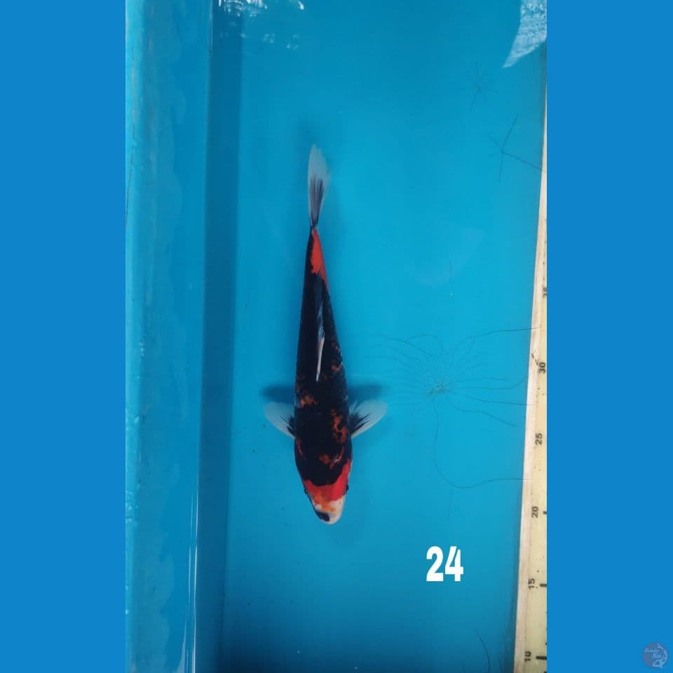 showa, 24cm