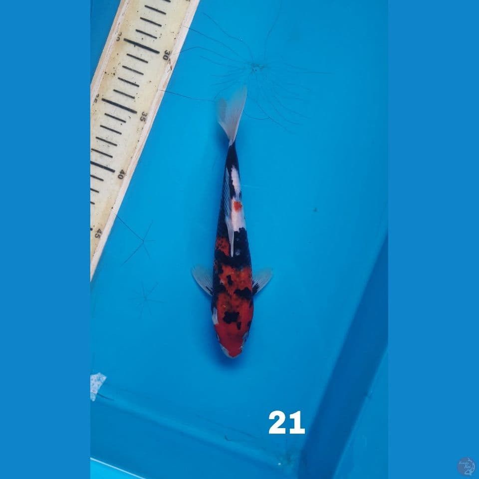 showa, 21cm