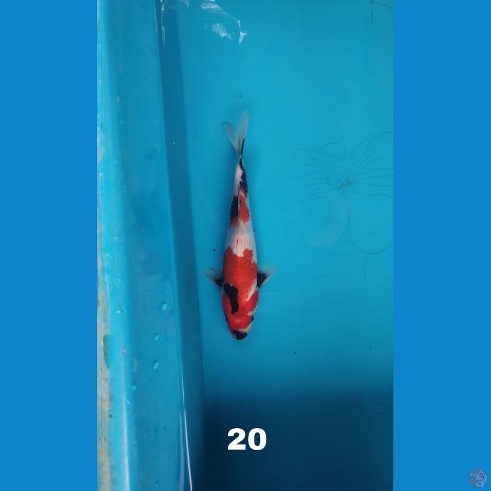showa, 20cm