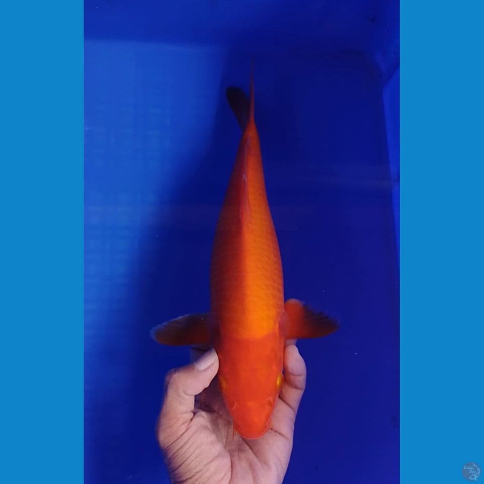 benigoi size : 31 cm