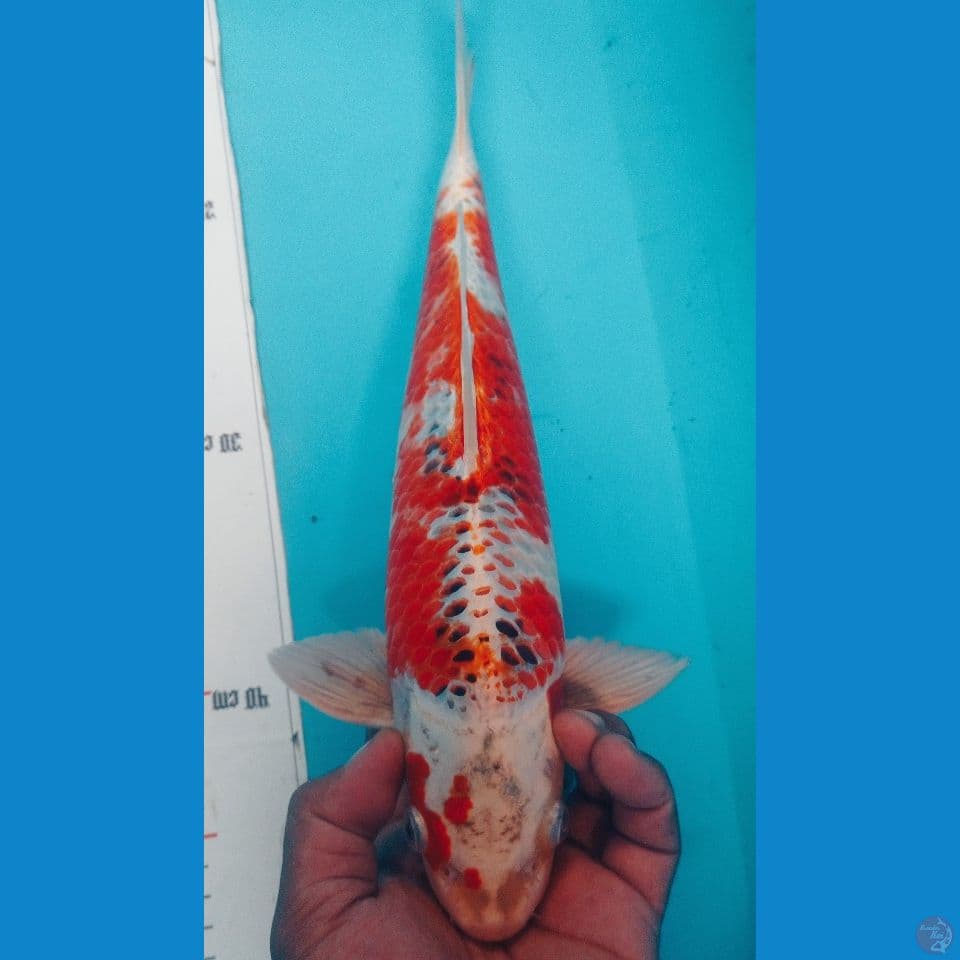 KUJAKU 37CM.