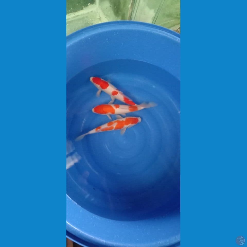 3 ekor 32 & 33 cm