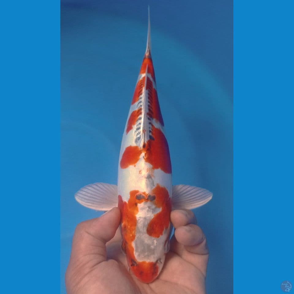 KIKO 32CM