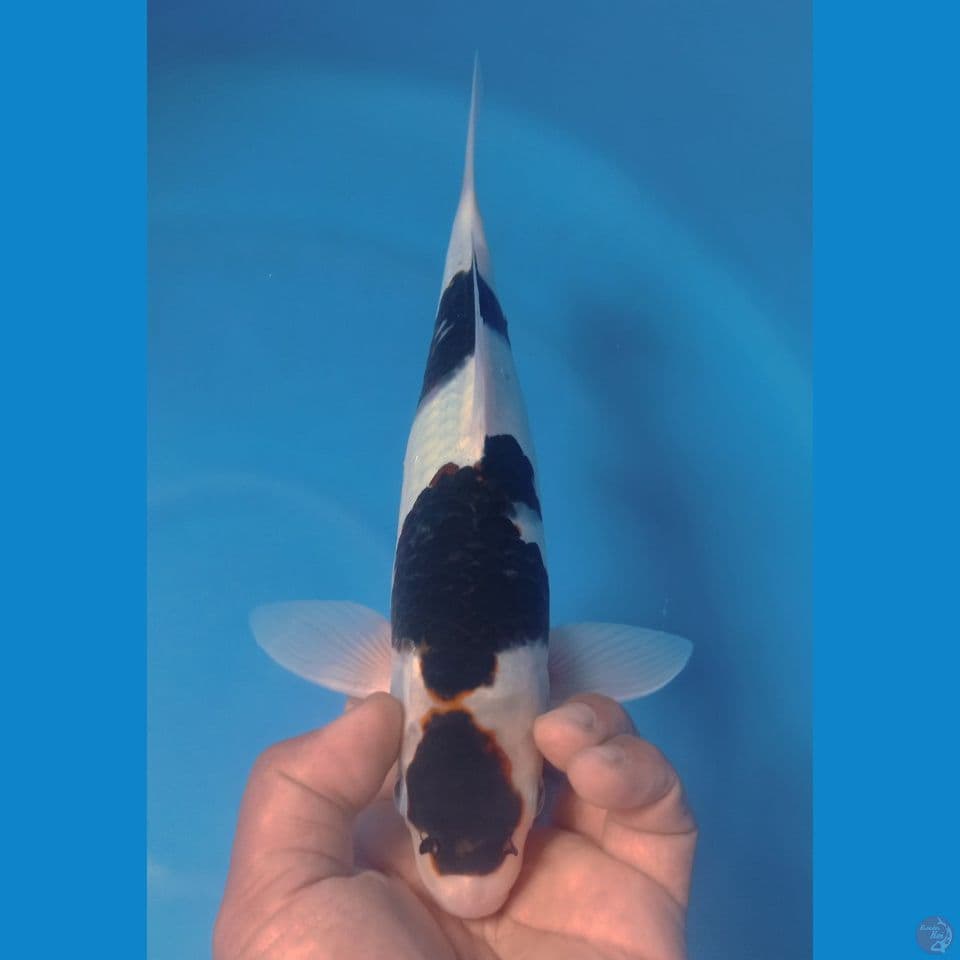 GOROMO 32CM