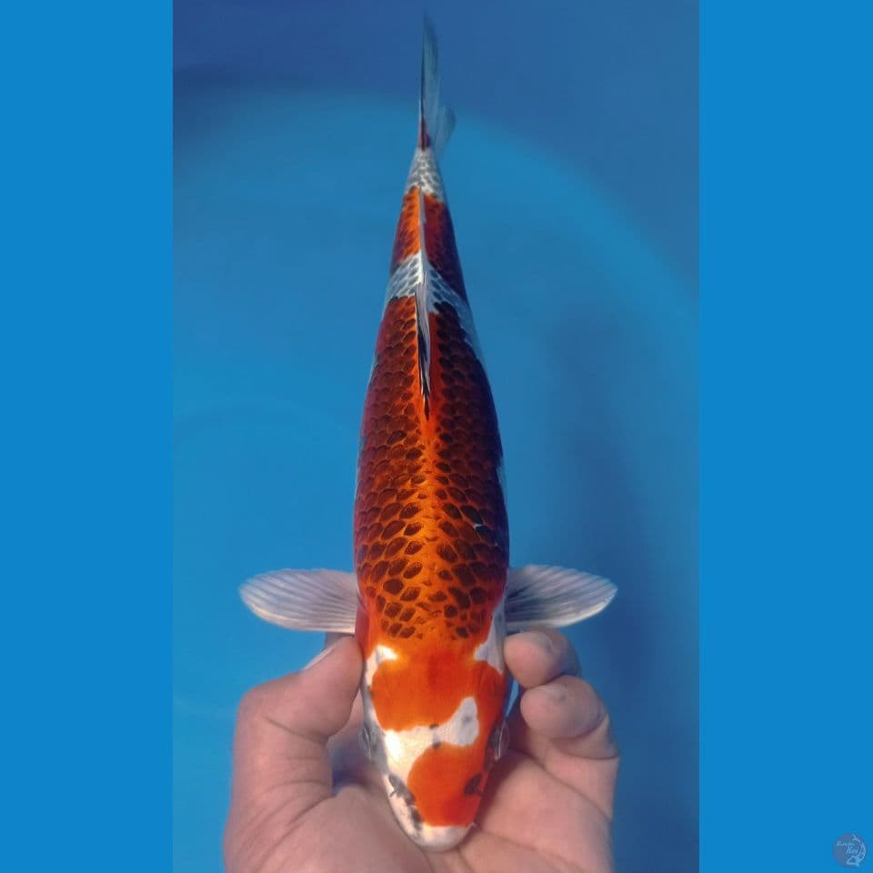 KUJAKU 35CM
