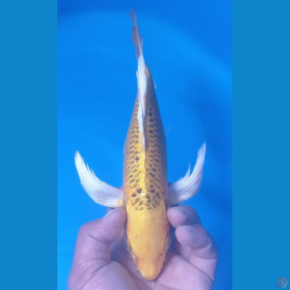KIN MATSU 35CM