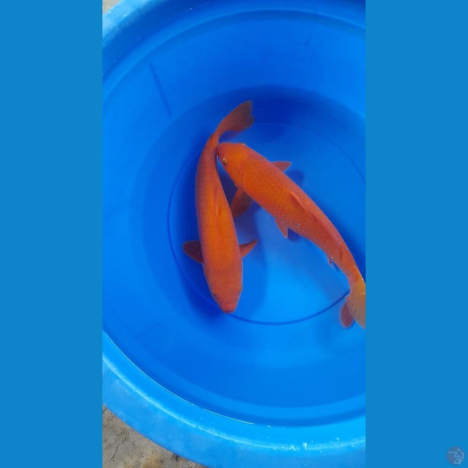 37,38CM RED CARAMEL