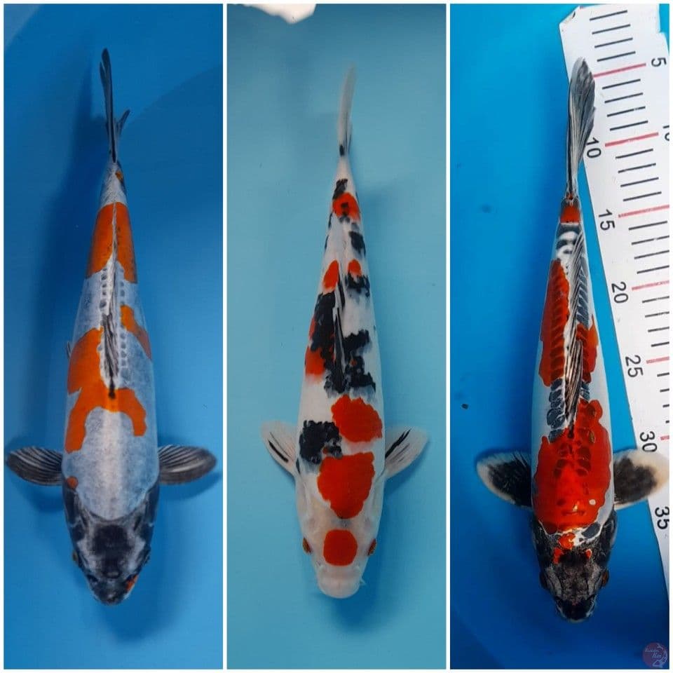 all male 35 cm