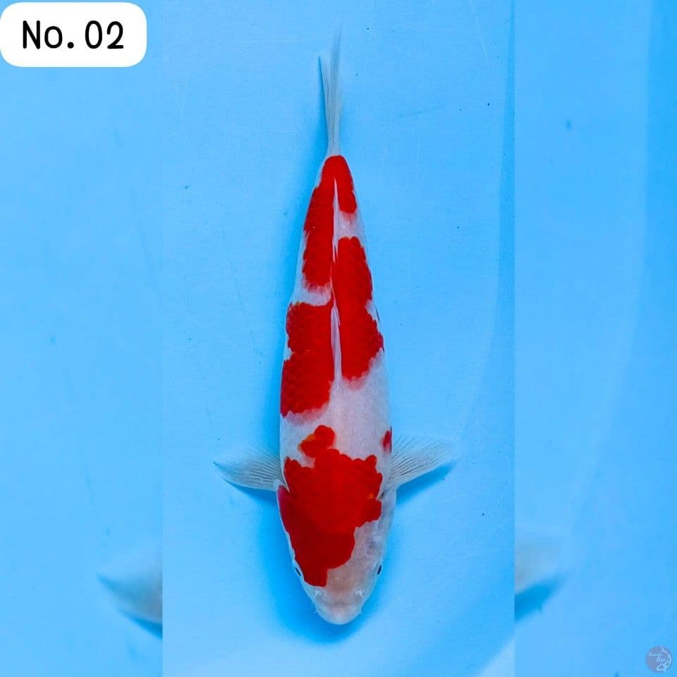 kohaku