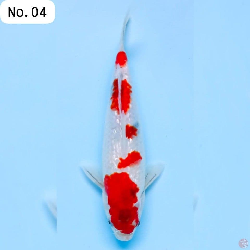 Sanke Ginrin