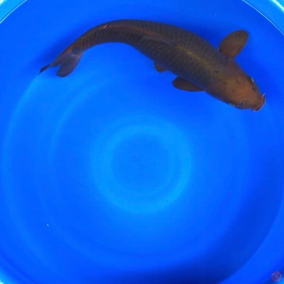 2 ekor, Ai Goromo 60cm + Chagoi 55cm