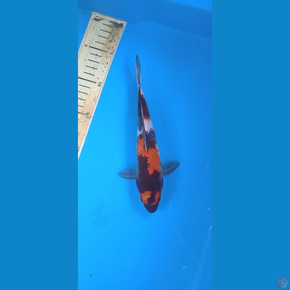 showa 21cm