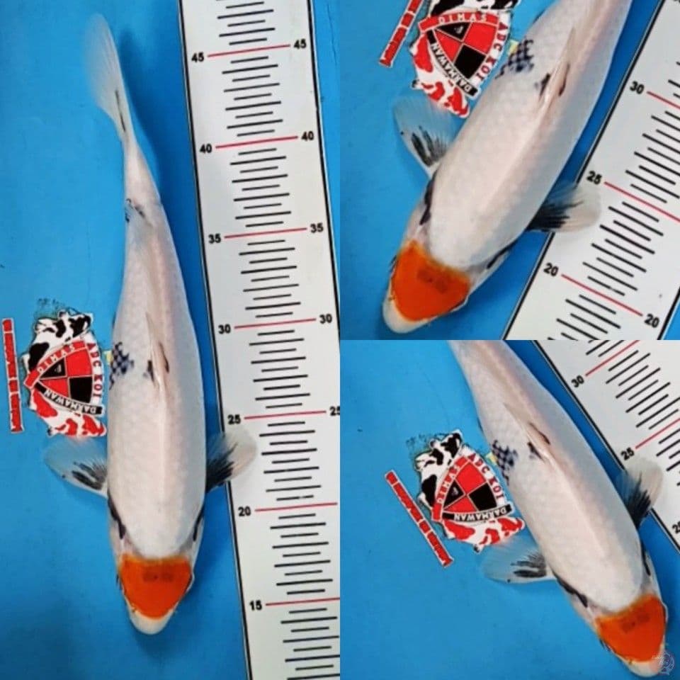 Tancho Showa Tategoi 33 cm