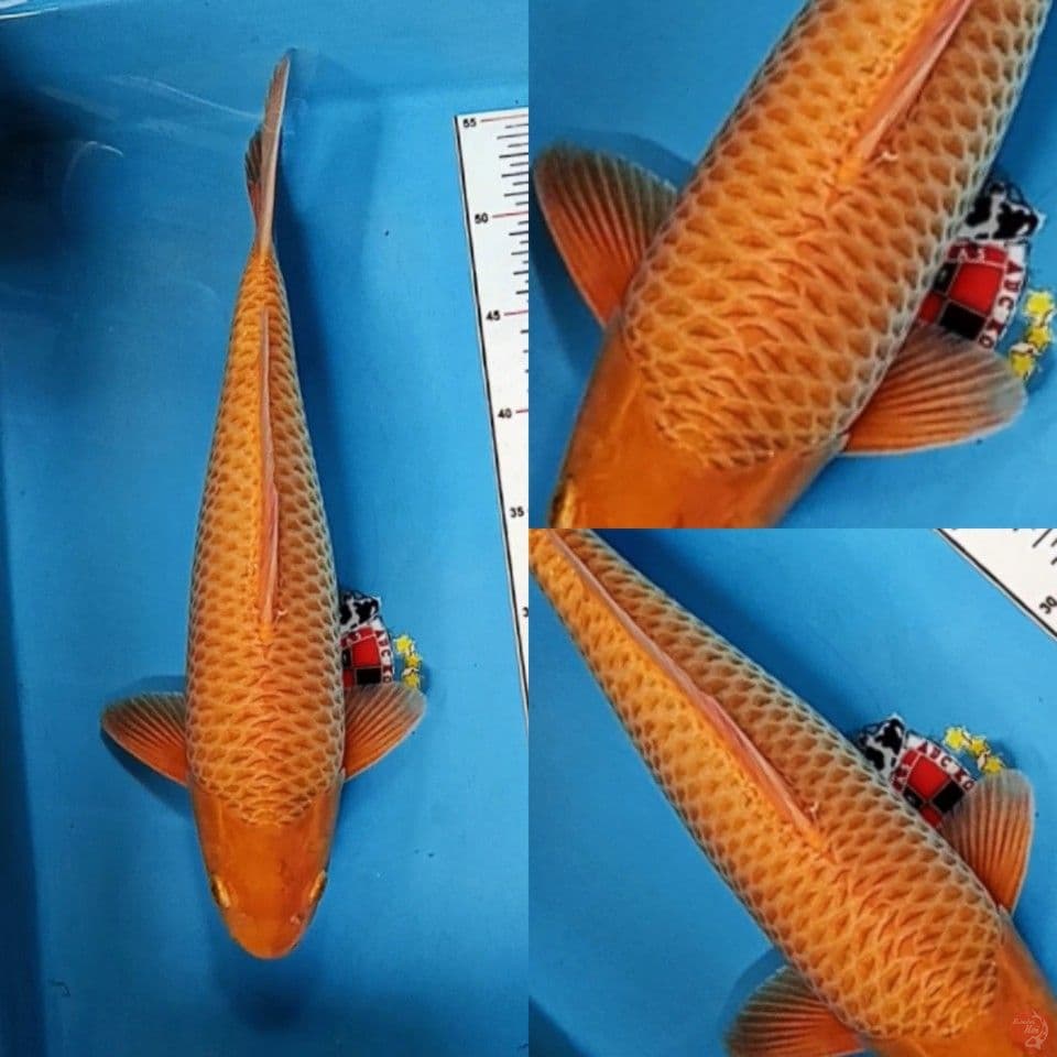 HQ Karashi Caramel jantan 40 cm