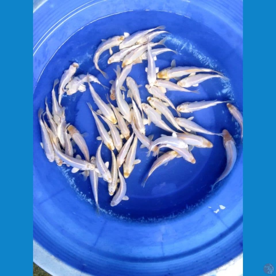 50 ekor 15 20 cm