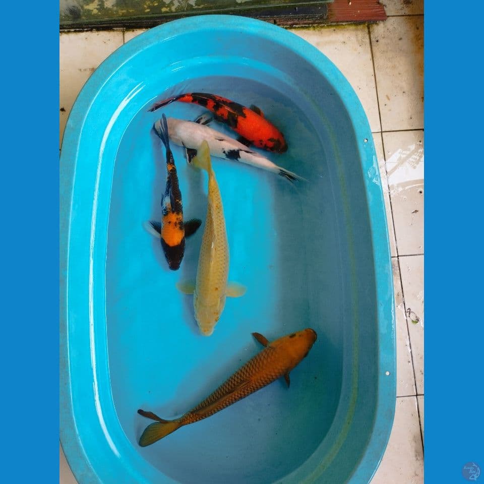 mix 33-42cm