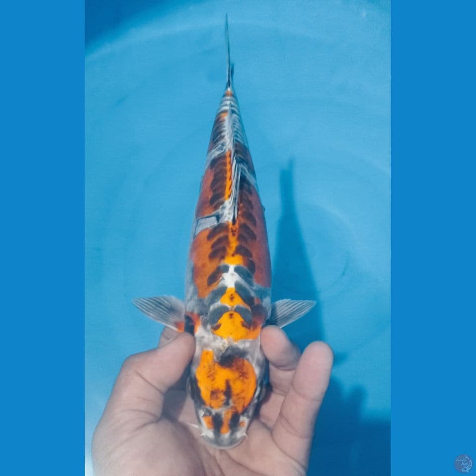 KIKO 32CM