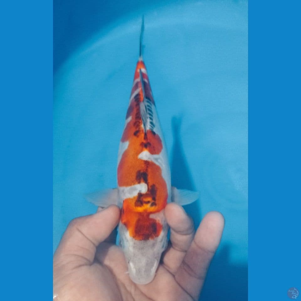 INAZUMA 30CM