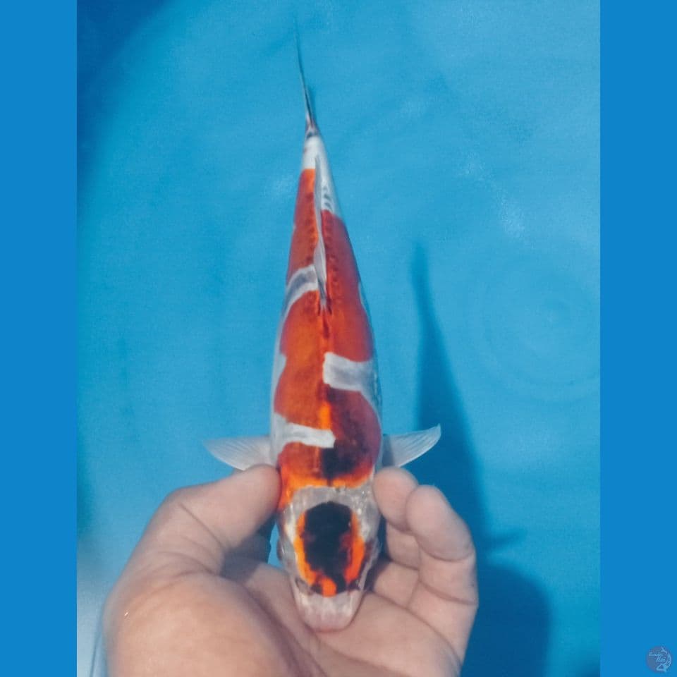 GOROMO 28CM