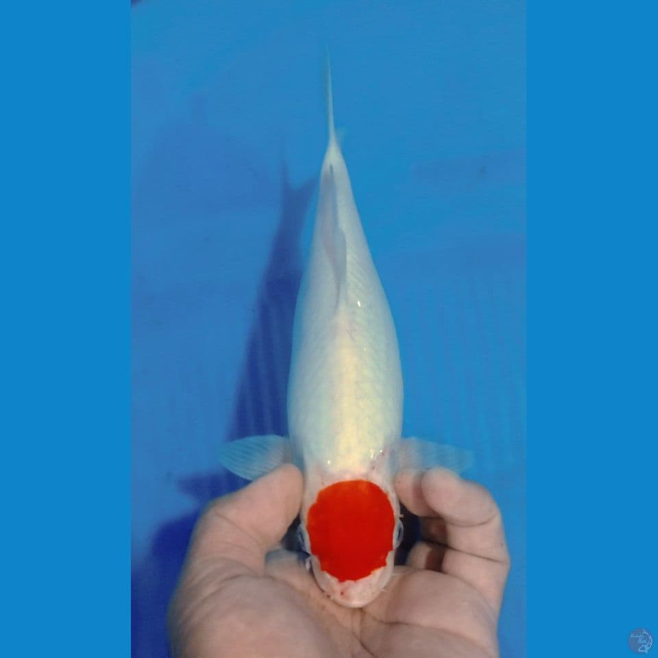 TANCHO 30CM
