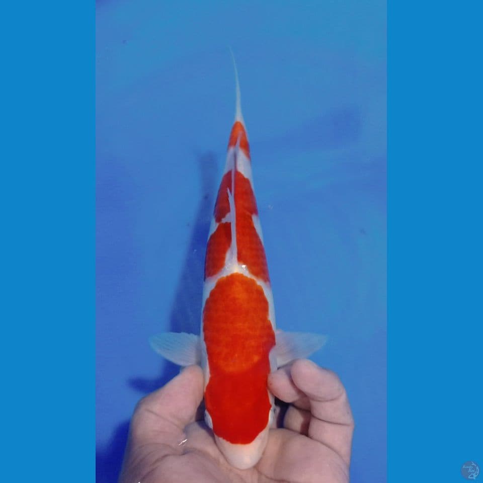 KOHAKU 30CM