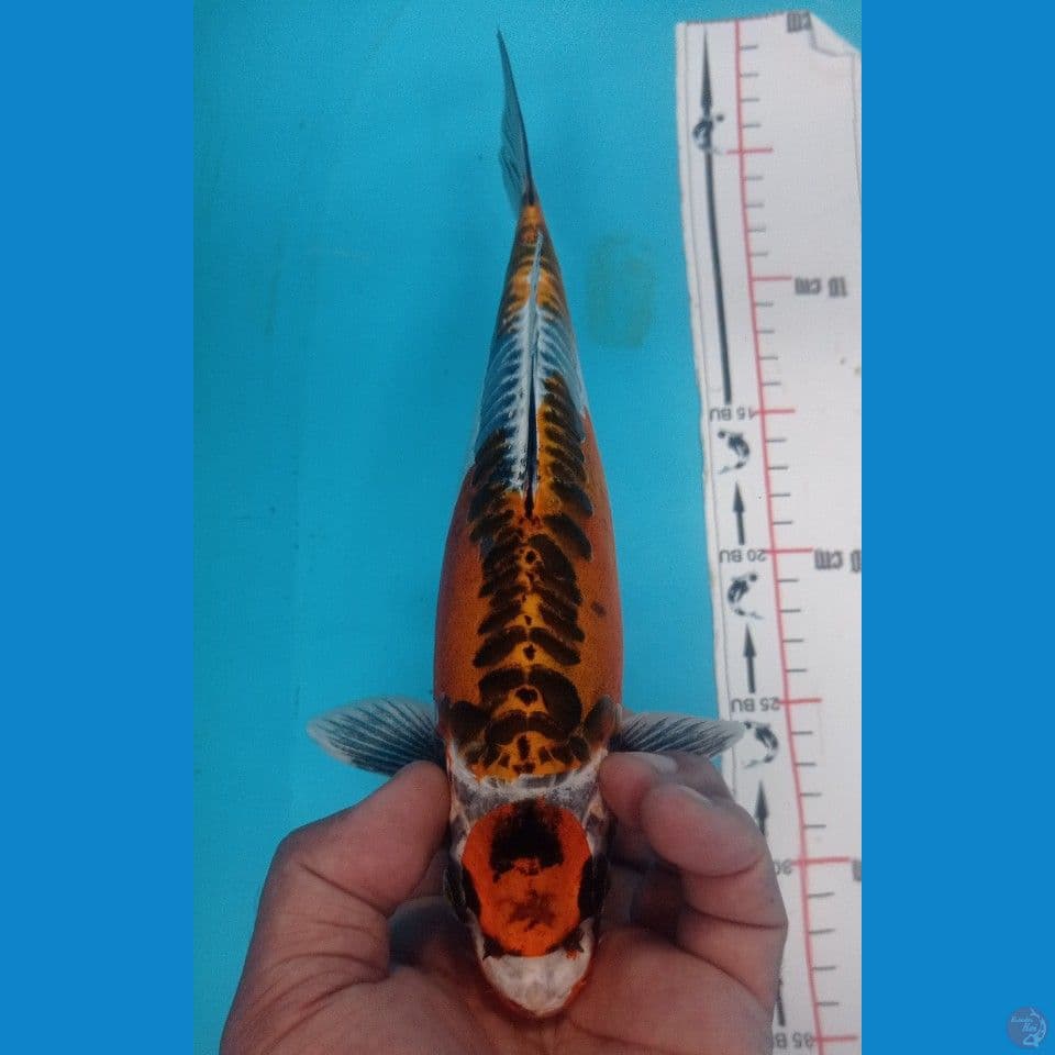 KIKO 27CM