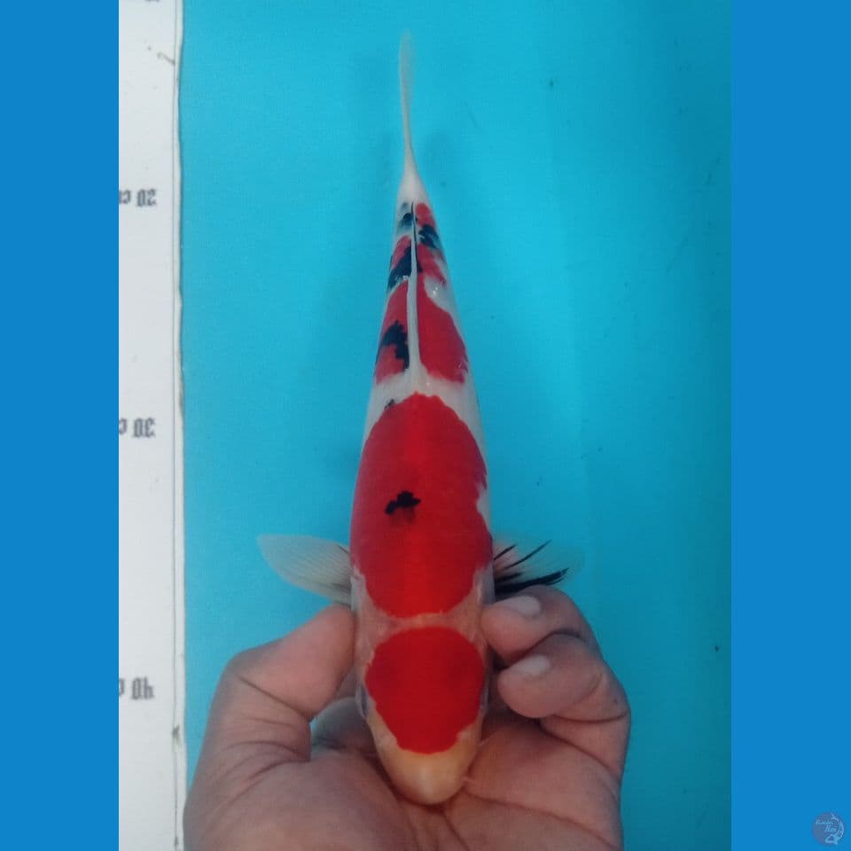 SANKE 30CM