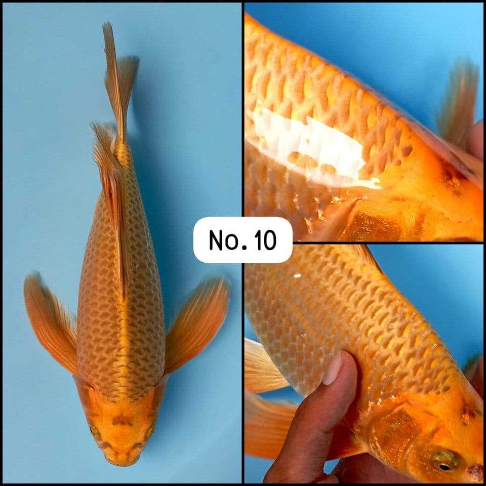 Kumpay Golden