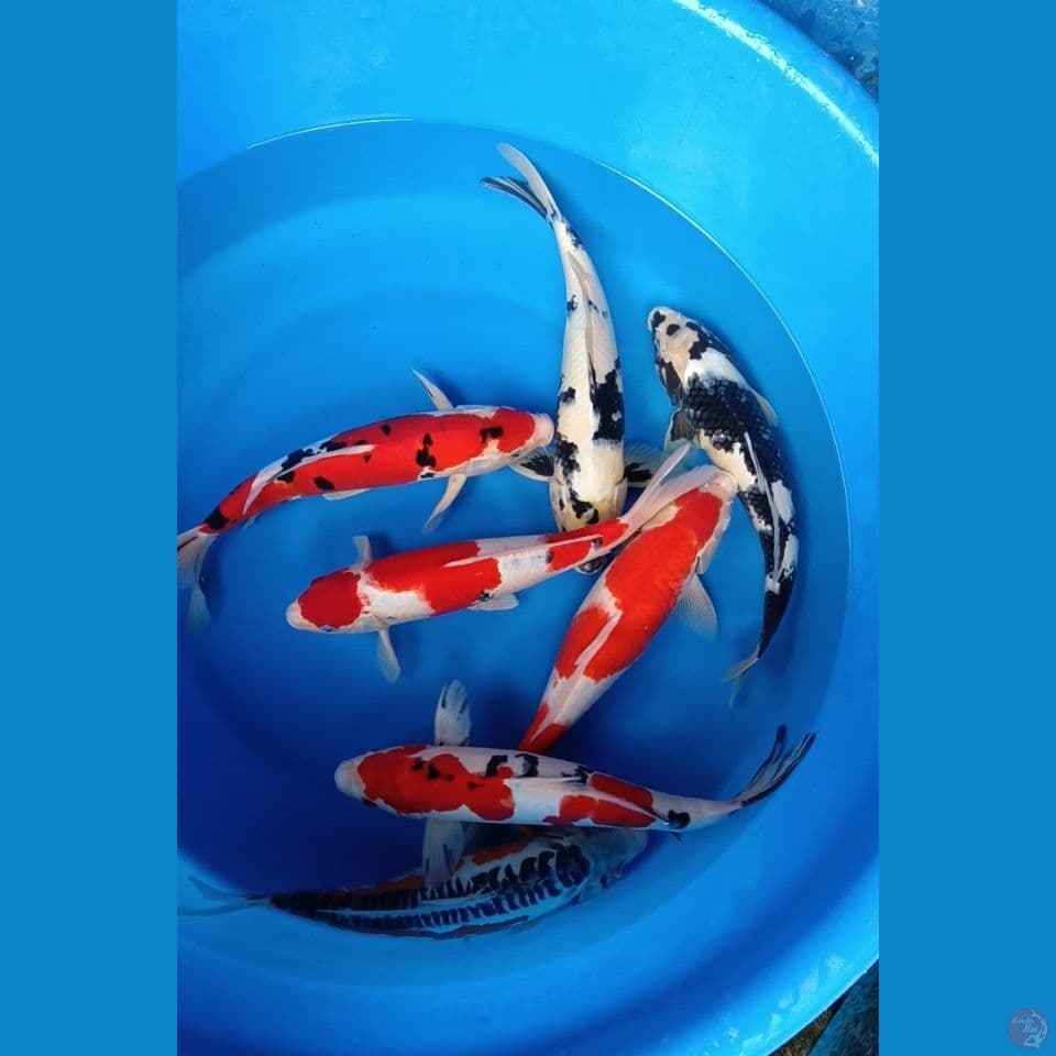 mix 9 ek 35-37cm