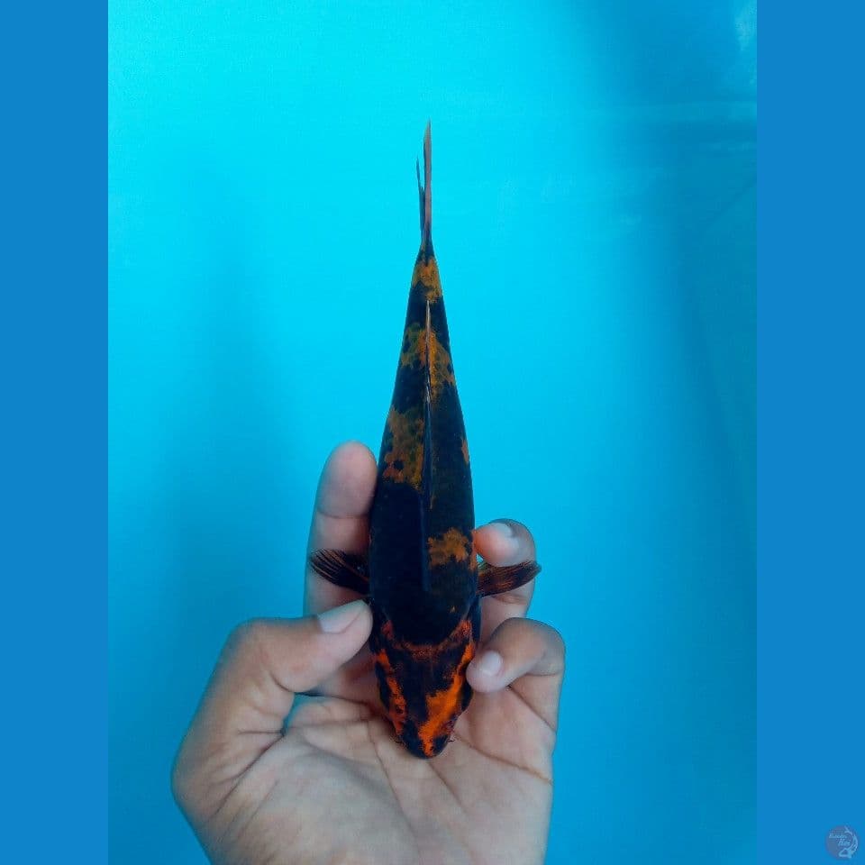 KAGE UTSURI HIKARI 18CM