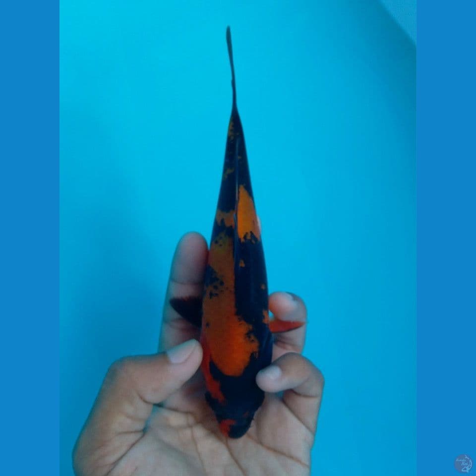 HI UTSURI 17CM