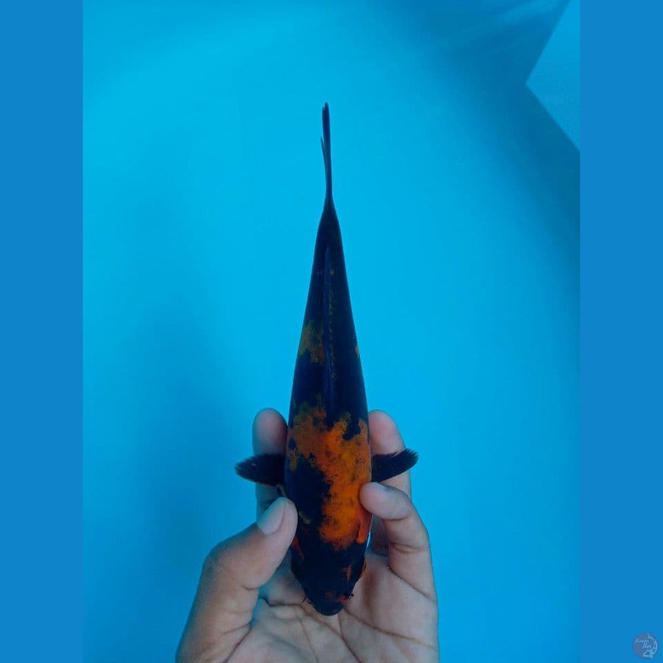 HI UTSURI 20CM