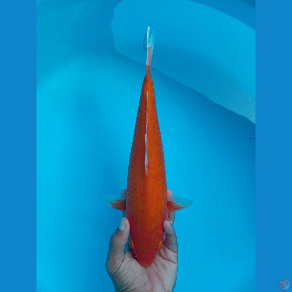 BENIGOI 32CM