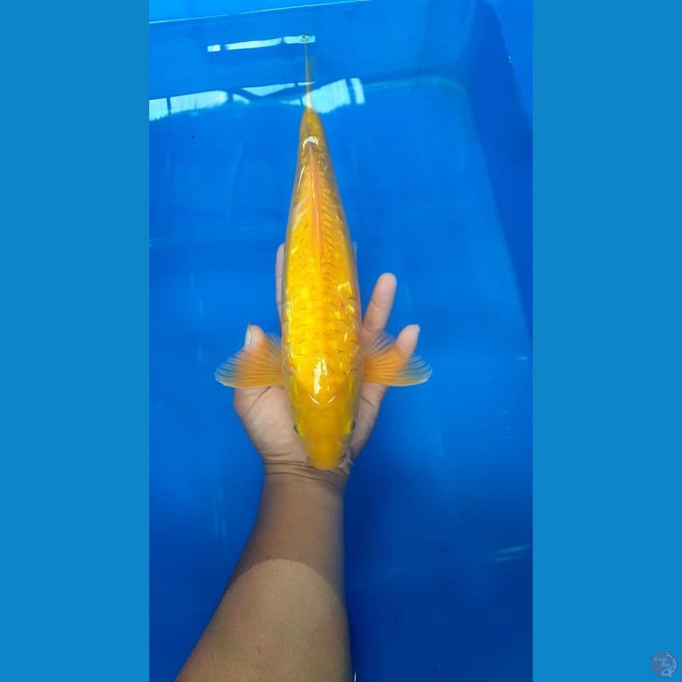 karashi aragoke 34cm