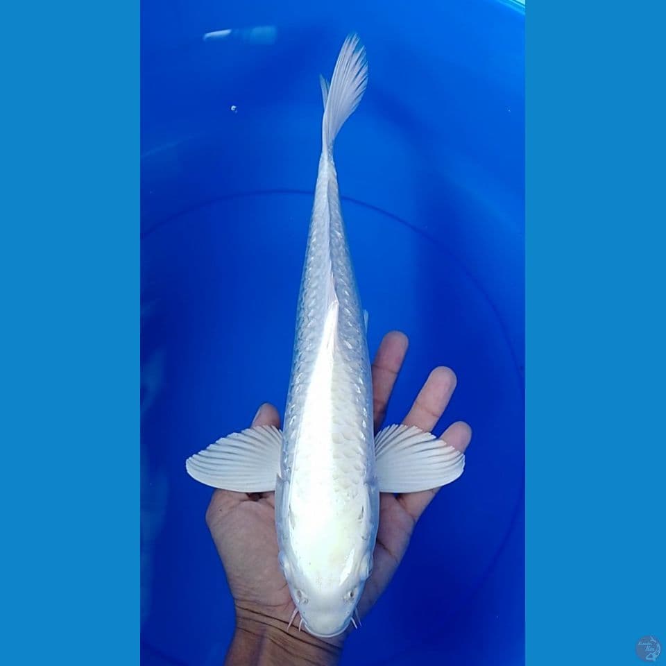 platinum ogon size : 31cm