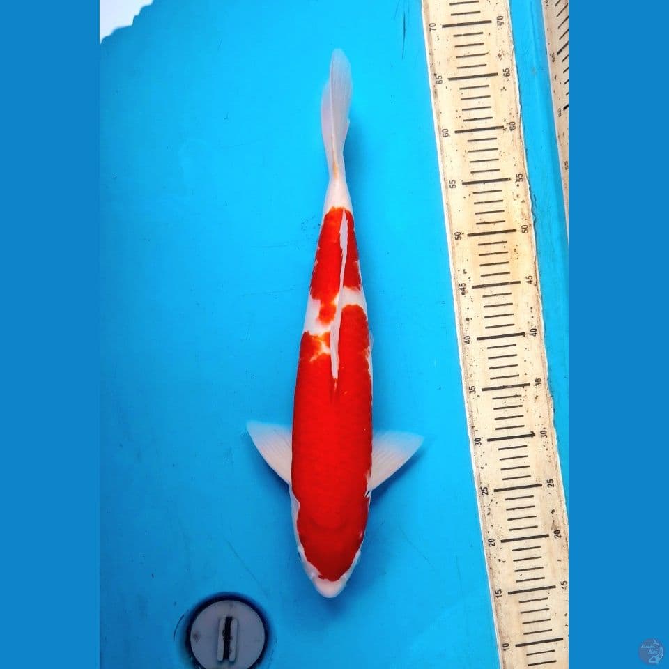 Kohaku 47cm Male