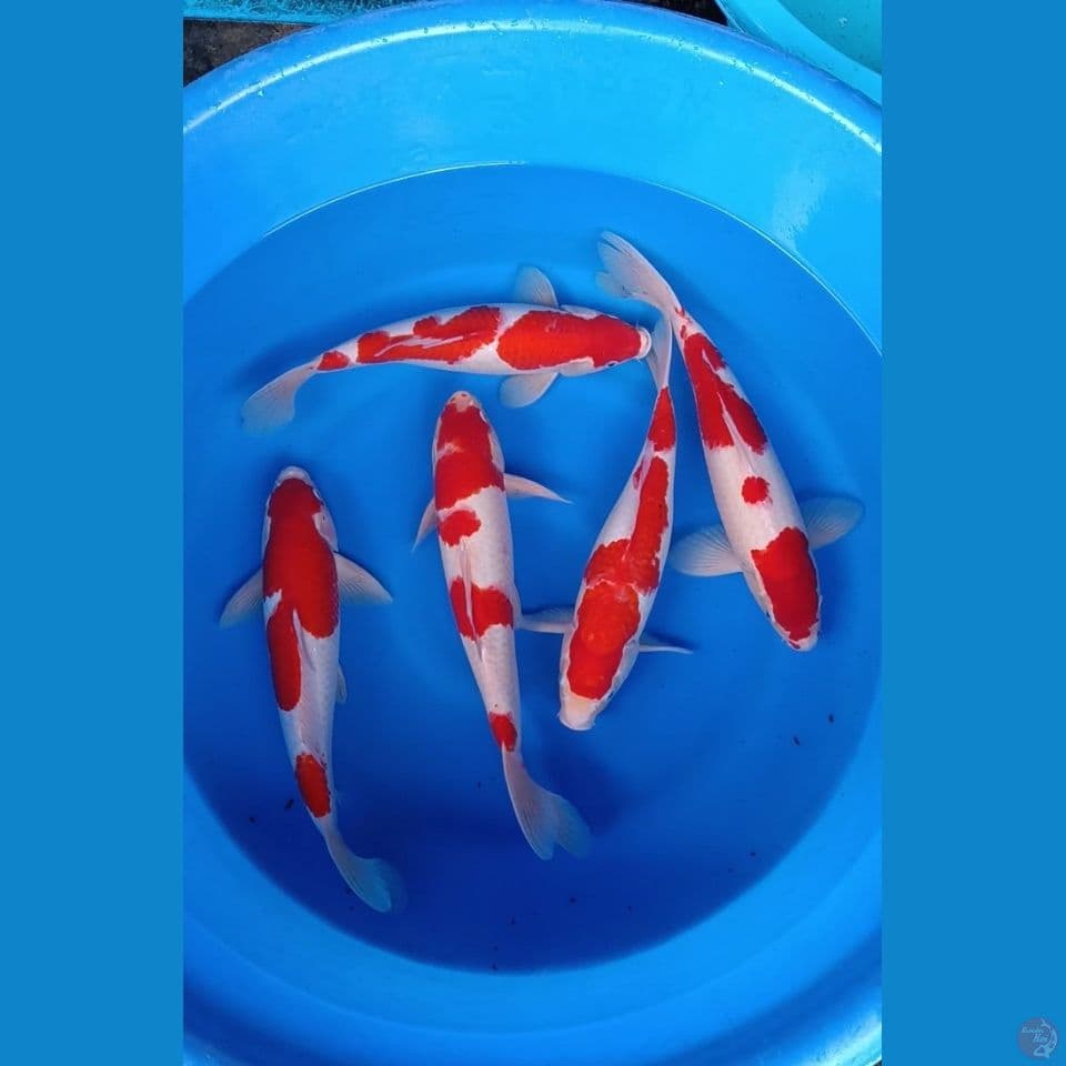 Kohaku 5 ekor 35-40cm