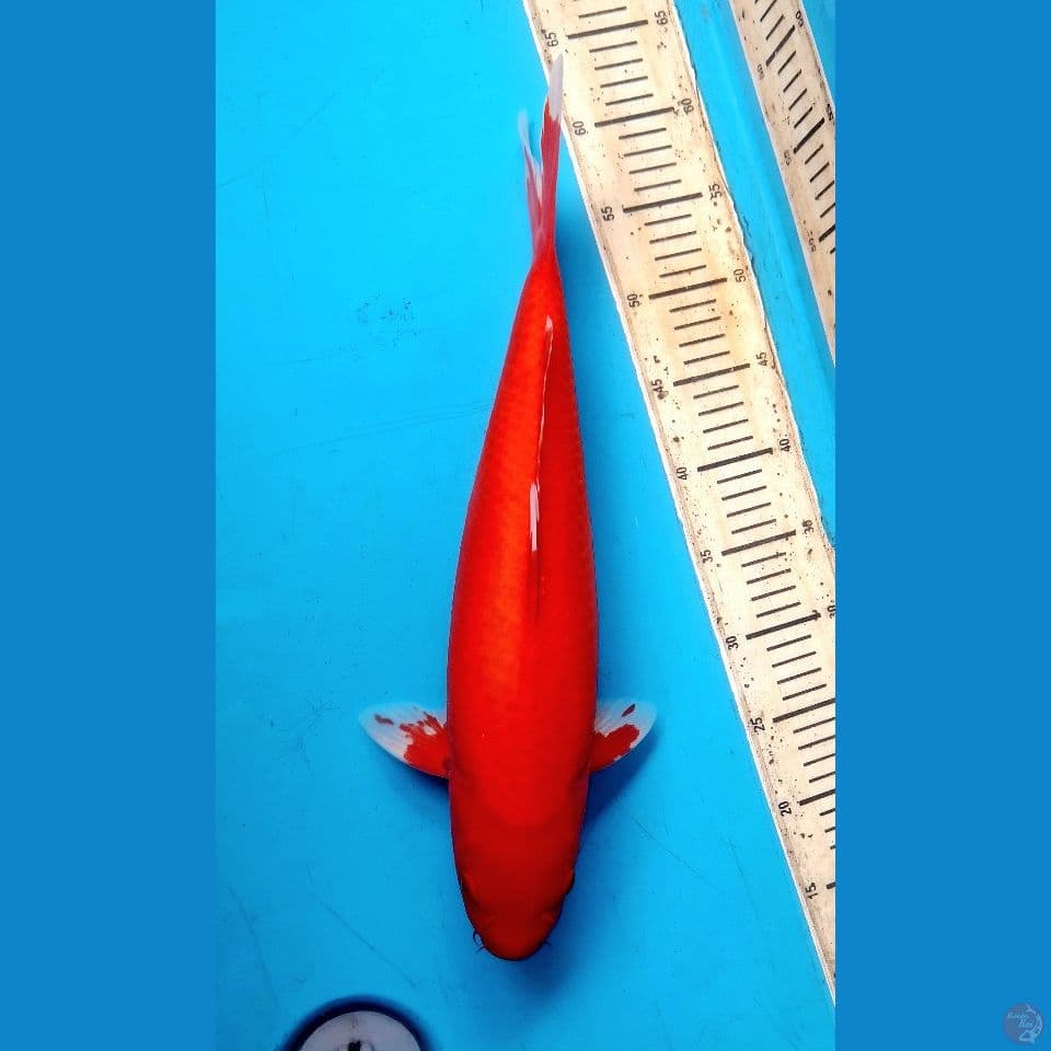44cm Super benigoi Female